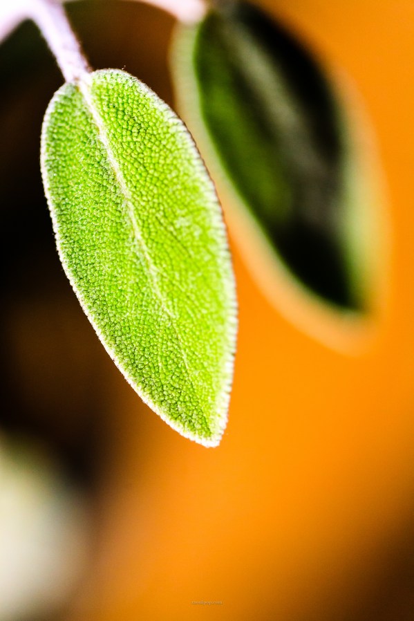 Sage leaf