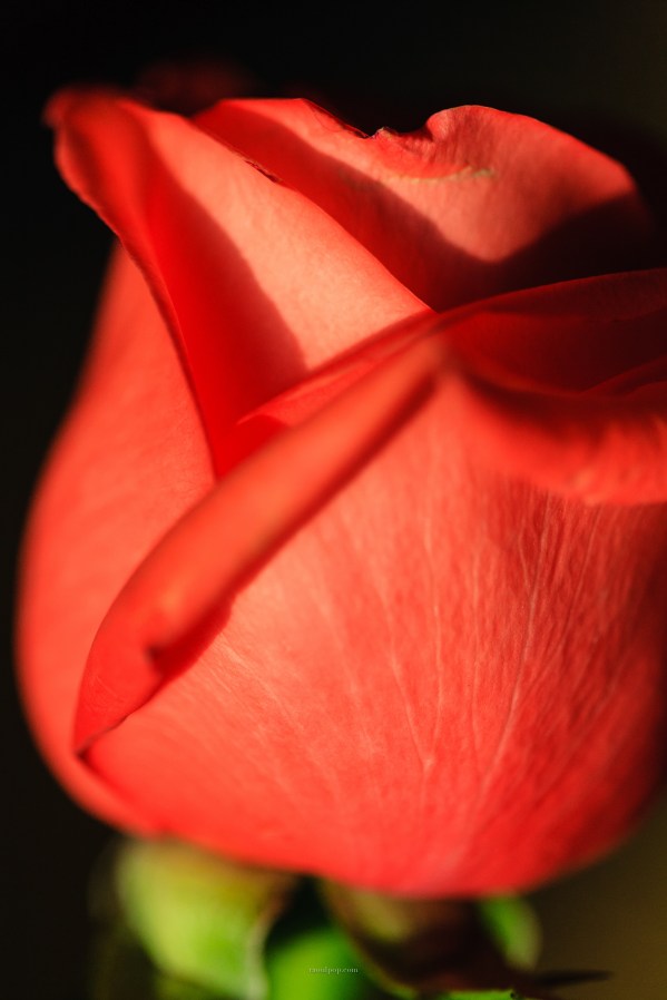 A rose