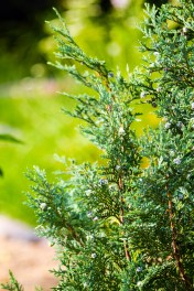 Cupressus arizonica