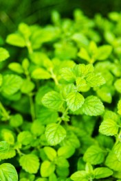 Peppermint