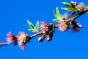 Peach blossoms