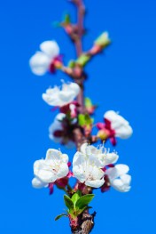 Apricot blossoms