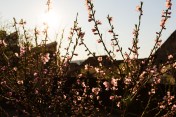 Peach blossoms