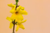 Forsythia