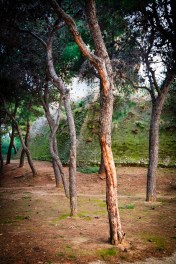 Old conifers near the&nbsp;battlements