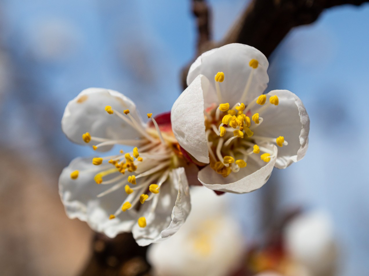 Apricot blossoms